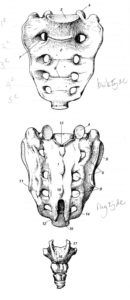 Waarde_cranio_Sacrale_therapie